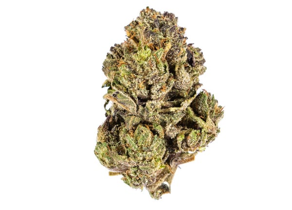 Purple Urkle (AAA) - Image 2