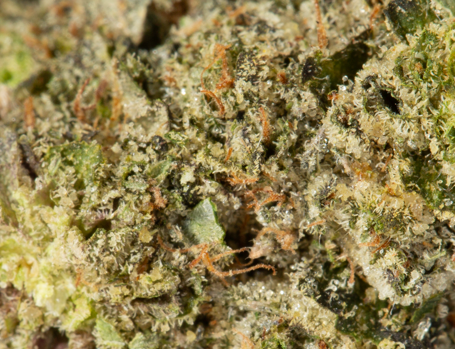 Pink Rockstar (AAA) - Image 5