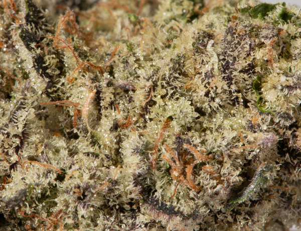 Purple Monkey Balls (AAAAA) - Image 5