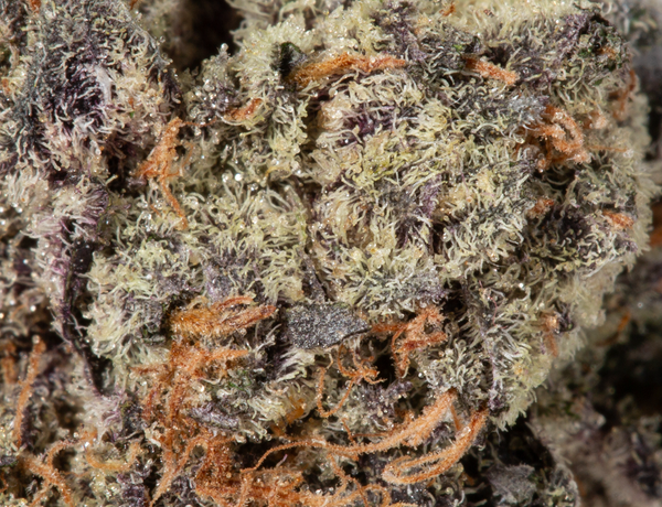 Rainbow Jones (AAAAA) - Image 5