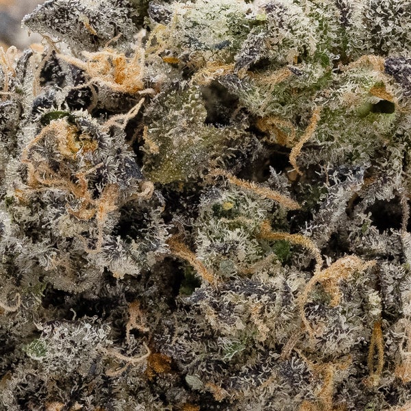 Rainbow Chip (Jungle Ridge) - Image 3