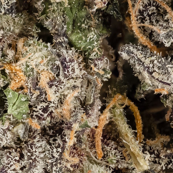 Rainbow Chip (Jungle Ridge) - Image 2