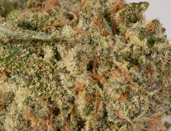 Astral Herbs - Sherbert - Image 5