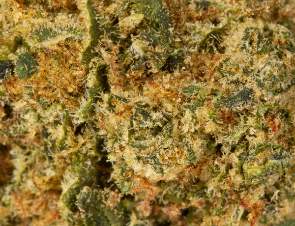 Sour Tsunami (AA) - Image 6