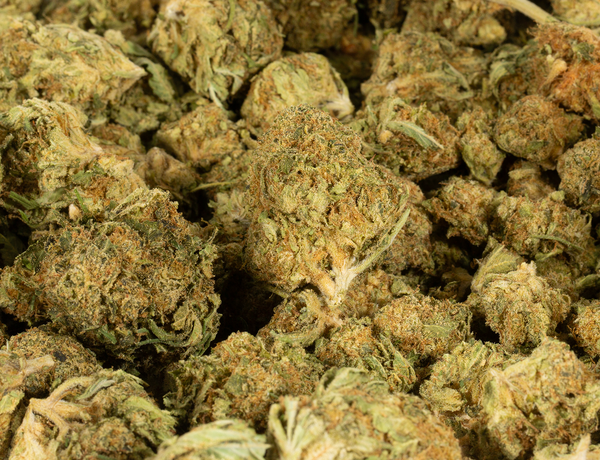 Sour Tsunami (AA) - Image 5