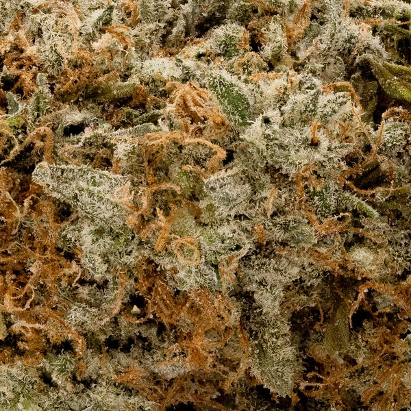 Superdank - Blue Dream - Image 6