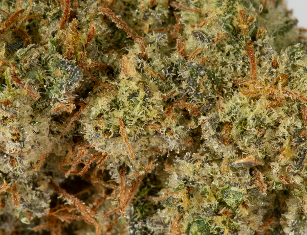 BC Legacy - Cheetah Piss - Image 5