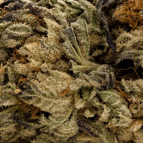 Lucky Farms - Comatose - Image 6