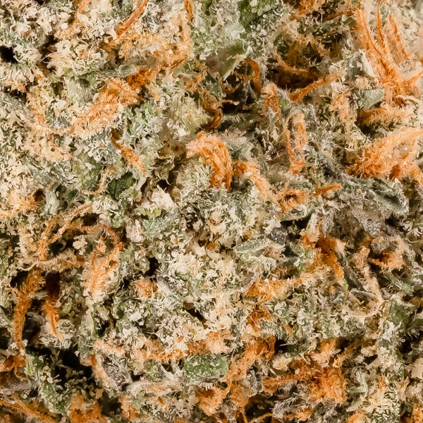 Cream Of The Crop - Gelato Push Pop - Image 6