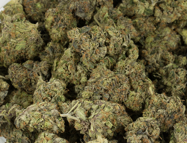 BC Legacy - Ghost Bubba - Image 6