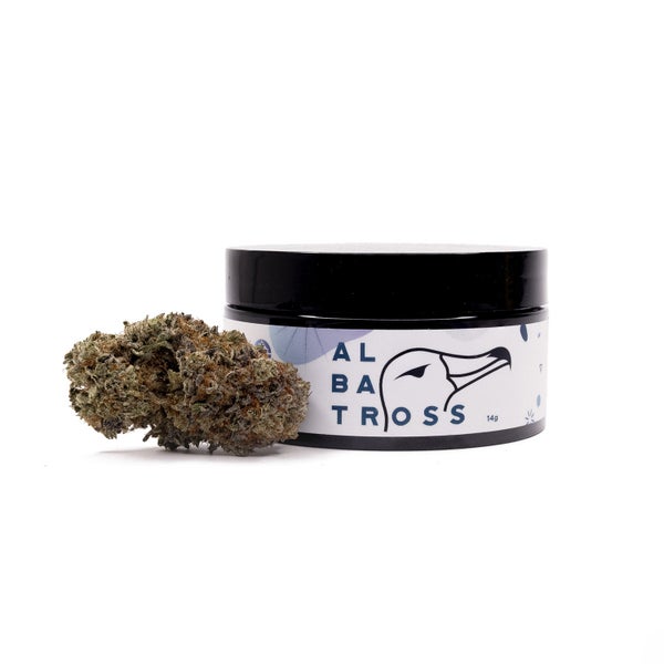 Albatross - Joplin - Image 7