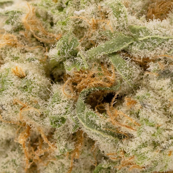 Cream Of The Crop - Platinum Gucci - Image 6