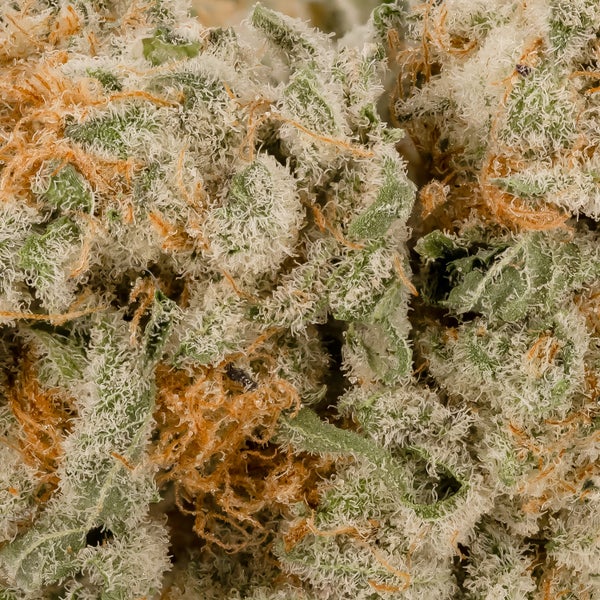 Cream Of The Crop - Platinum Gucci - Image 5
