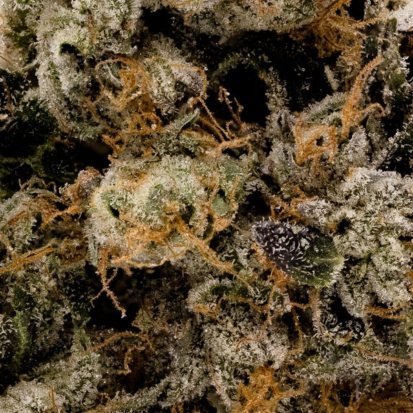Albatross - Purple "Coffee" Kush - Image 5