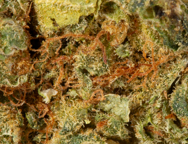 Astral Herbs - Sweet Dreams - Image 5