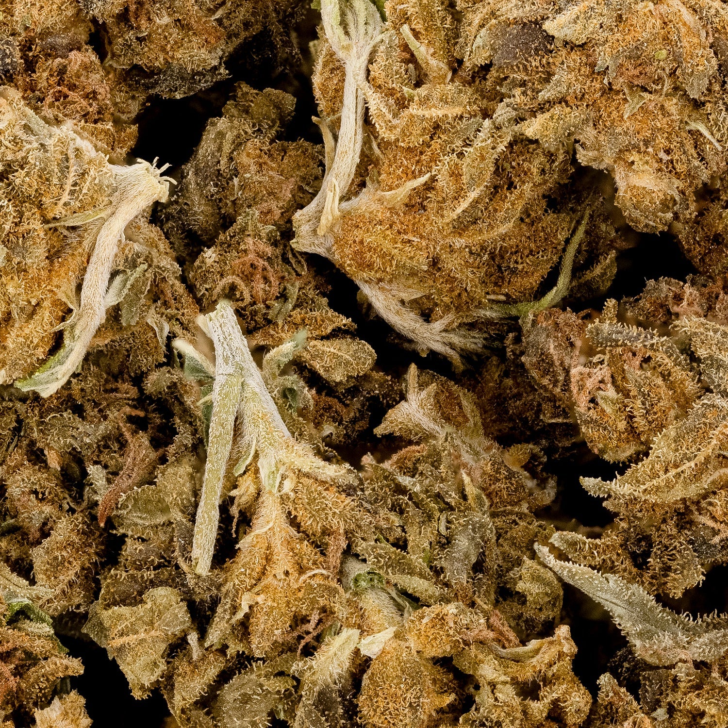 People's Choice - Cheese Quake - Image 3