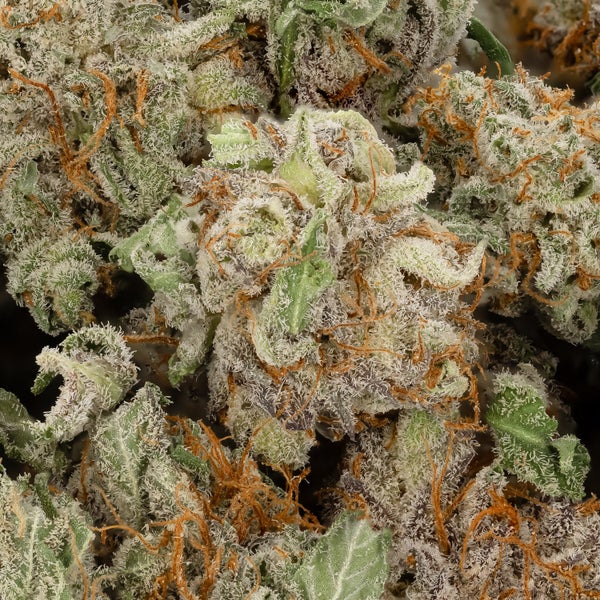 Lucky Farms - Kish (Smalls) - Image 2
