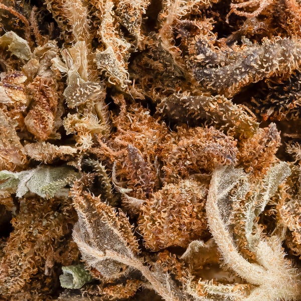 People's Choice - Gorilla Glue - Image 7
