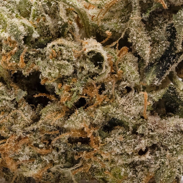 Lucky Farms - Northern Lights - Image 5