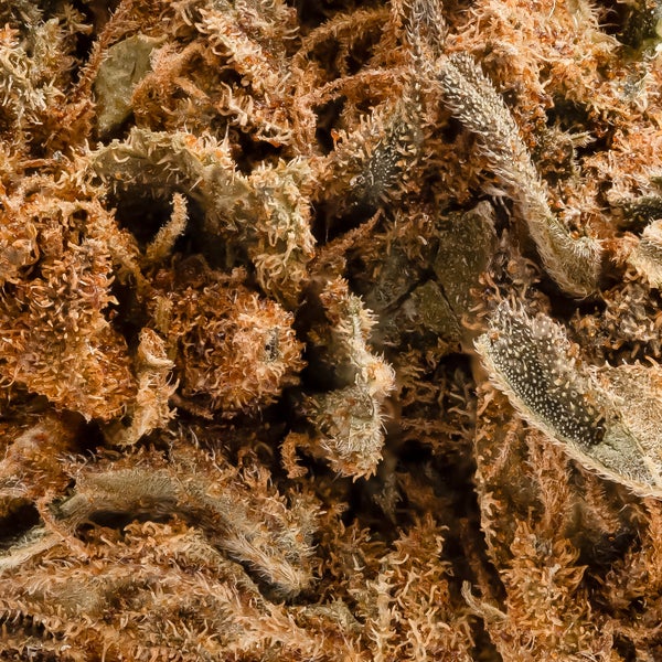 People's Choice - Purple Candy - Image 7