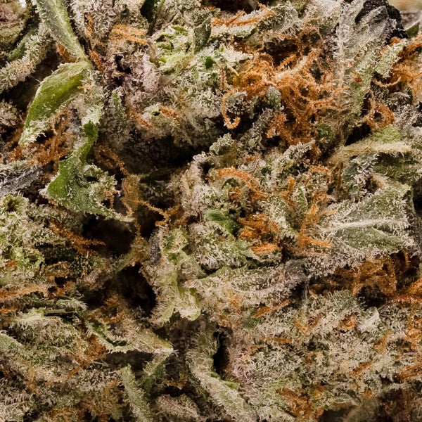 Lucky Farms - Rockstar - Image 6