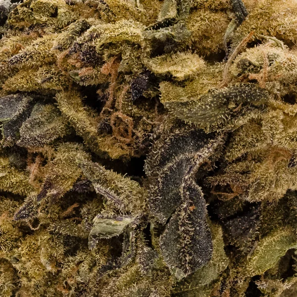 People's Choice - Romulan - Image 6