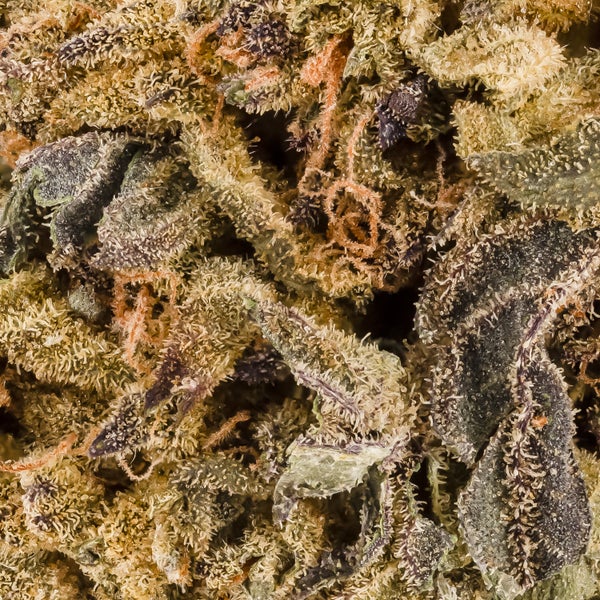 People's Choice - Romulan - Image 7