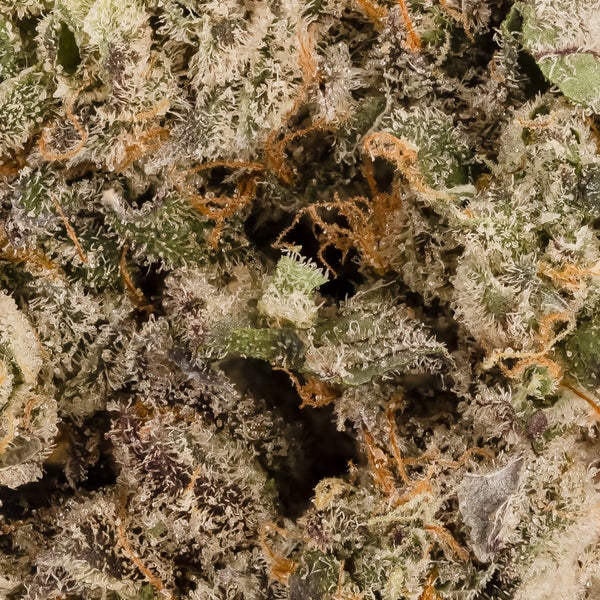 Albatross - Super Secret - Image 6