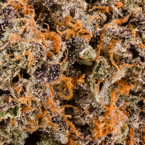 Hoot Cannabis - Sweet Gas Gelato - Image 7