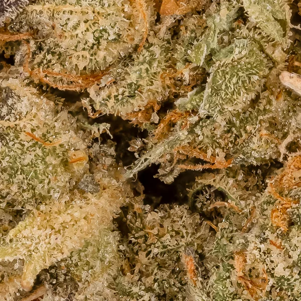 Lucky Farms - White Lightning - Image 6