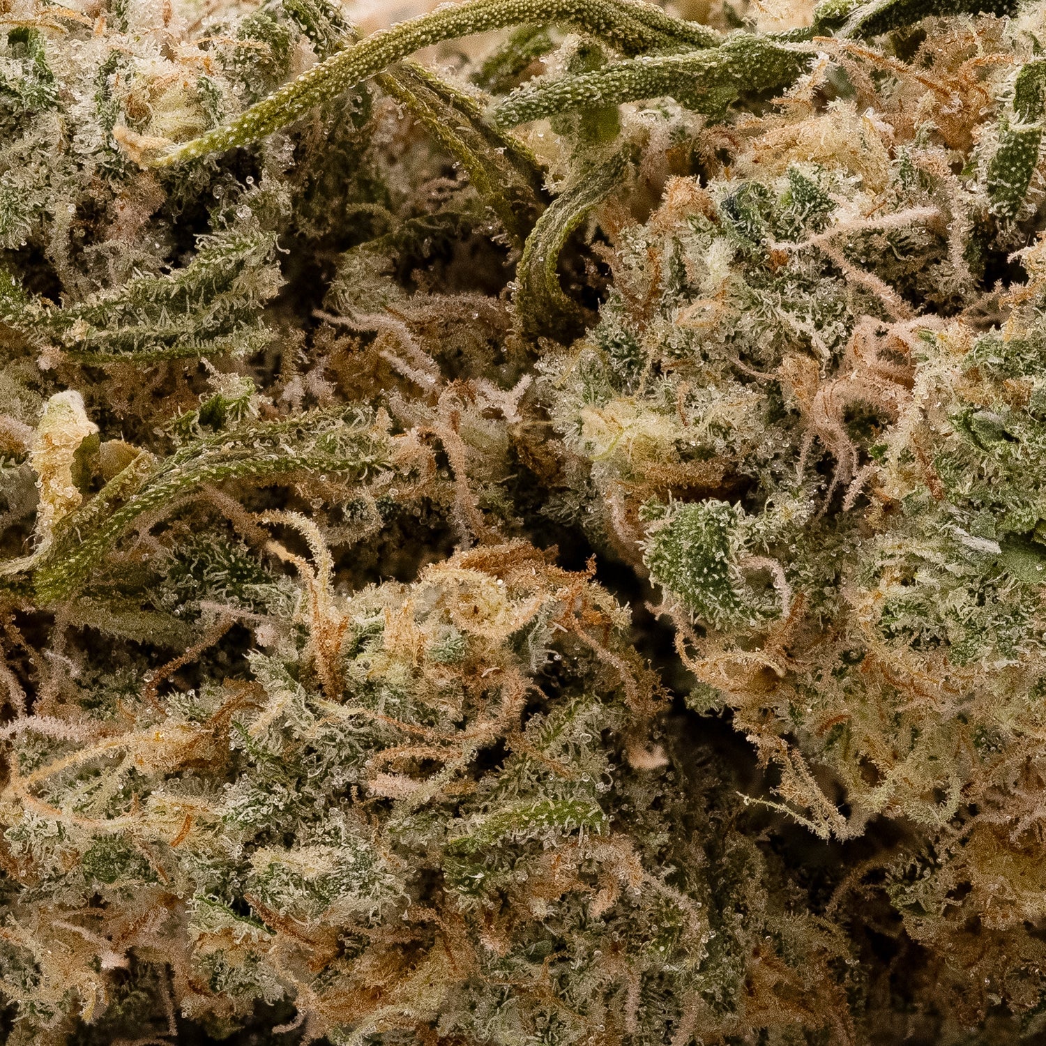 Dollar Treez - AK-47 - Image 5