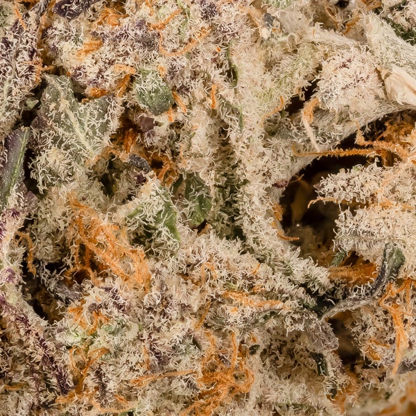 Jungle Ridge - Animal Crackers - Image 6
