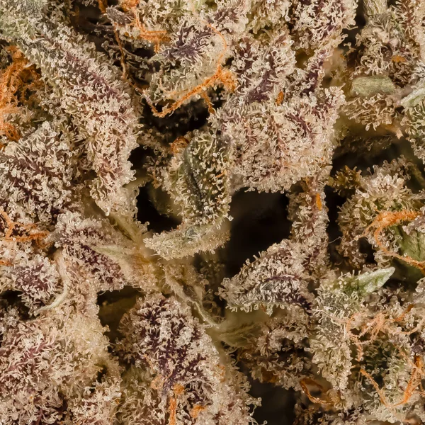Superdank - Black Truffle - Image 6