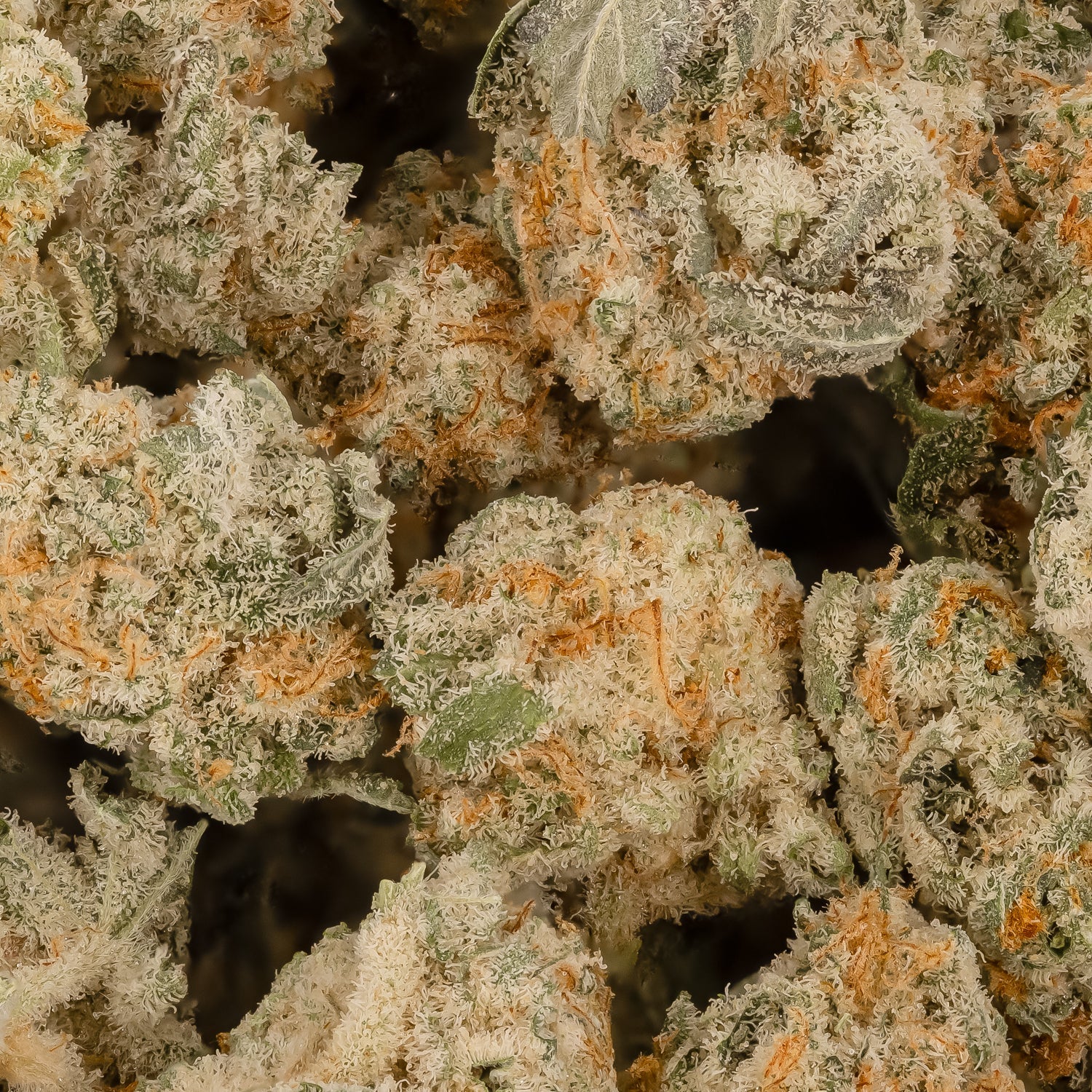 Dollar Treez - AK-47 - Image 6