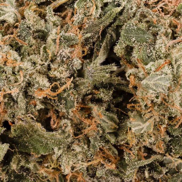 Lucky Farms - Dosi Punch - Image 6