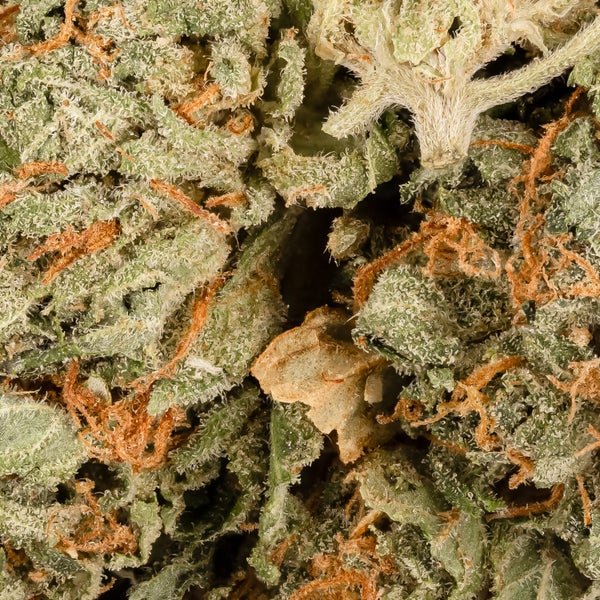 People's Choice - Kraken - Image 6