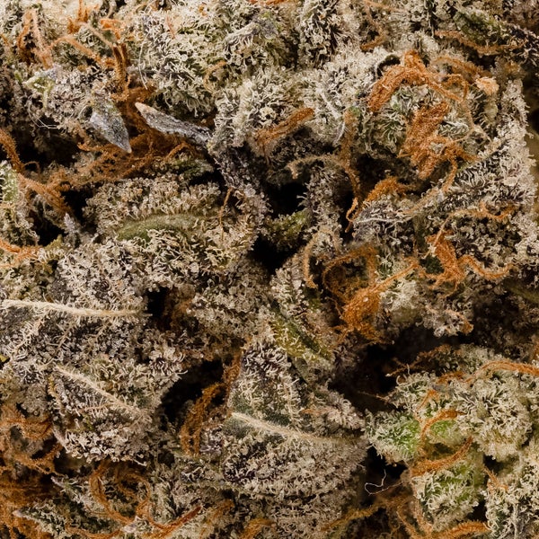 Dollar Treez - Matrix - Image 5