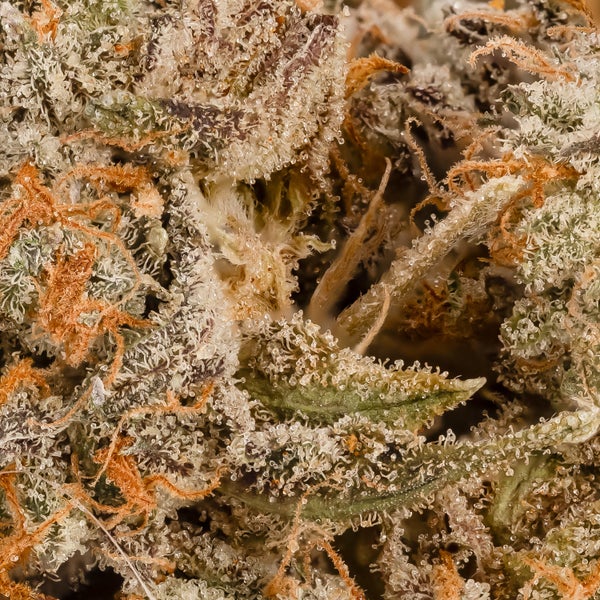 Dollar Treez - Matrix - Image 6