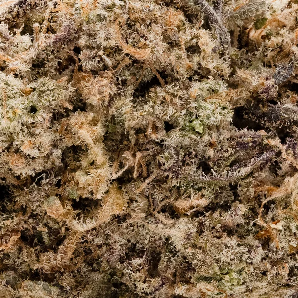 Dollar Treez - Peanut Butter Crunch - Image 5