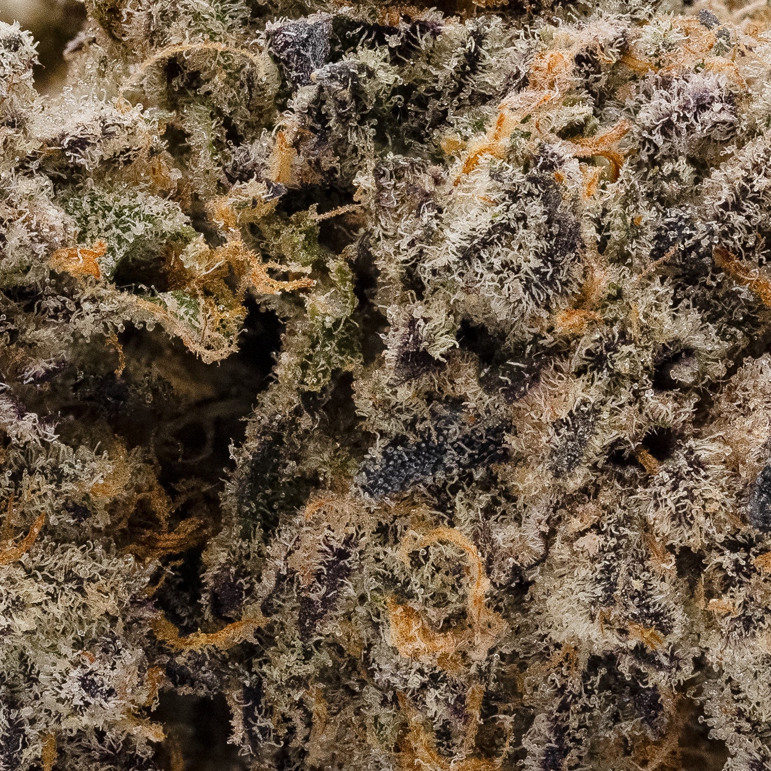Cream Of The Crop - Biscotti - Image 4