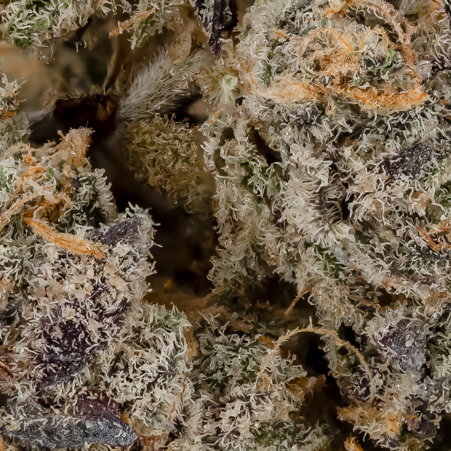 Cream Of The Crop - Biscotti - Image 5