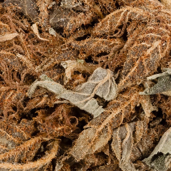 People's Choice - Strawberry Kush - Image 7
