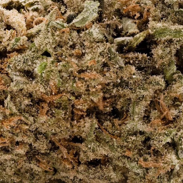 Lucky Farms - Sunset Sherbert - Image 6