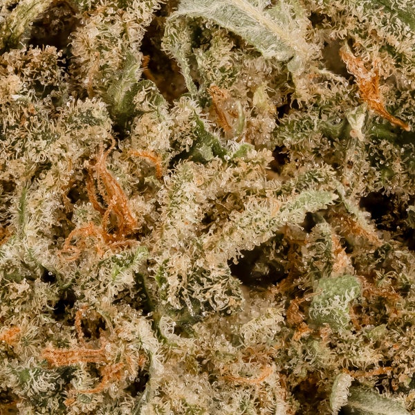 Lucky Farms - Sunset Sherbert - Image 5