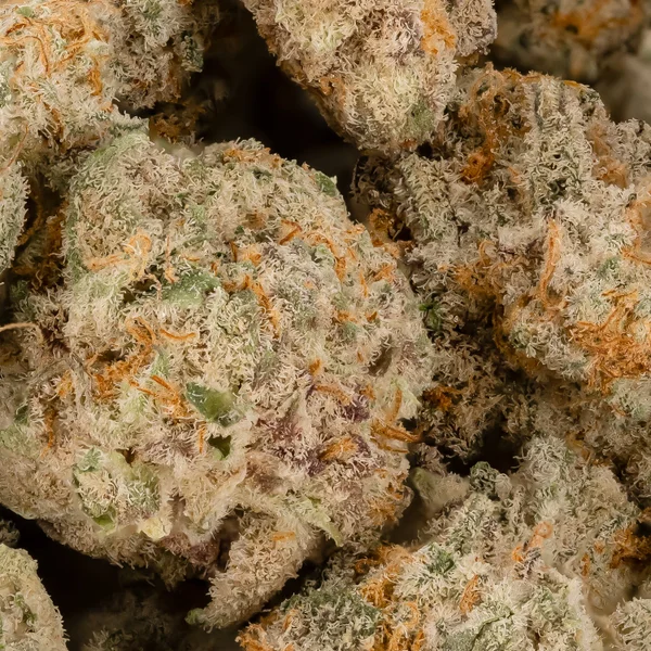 Dollar Treez - Apple Butter (smalls) - Image 2