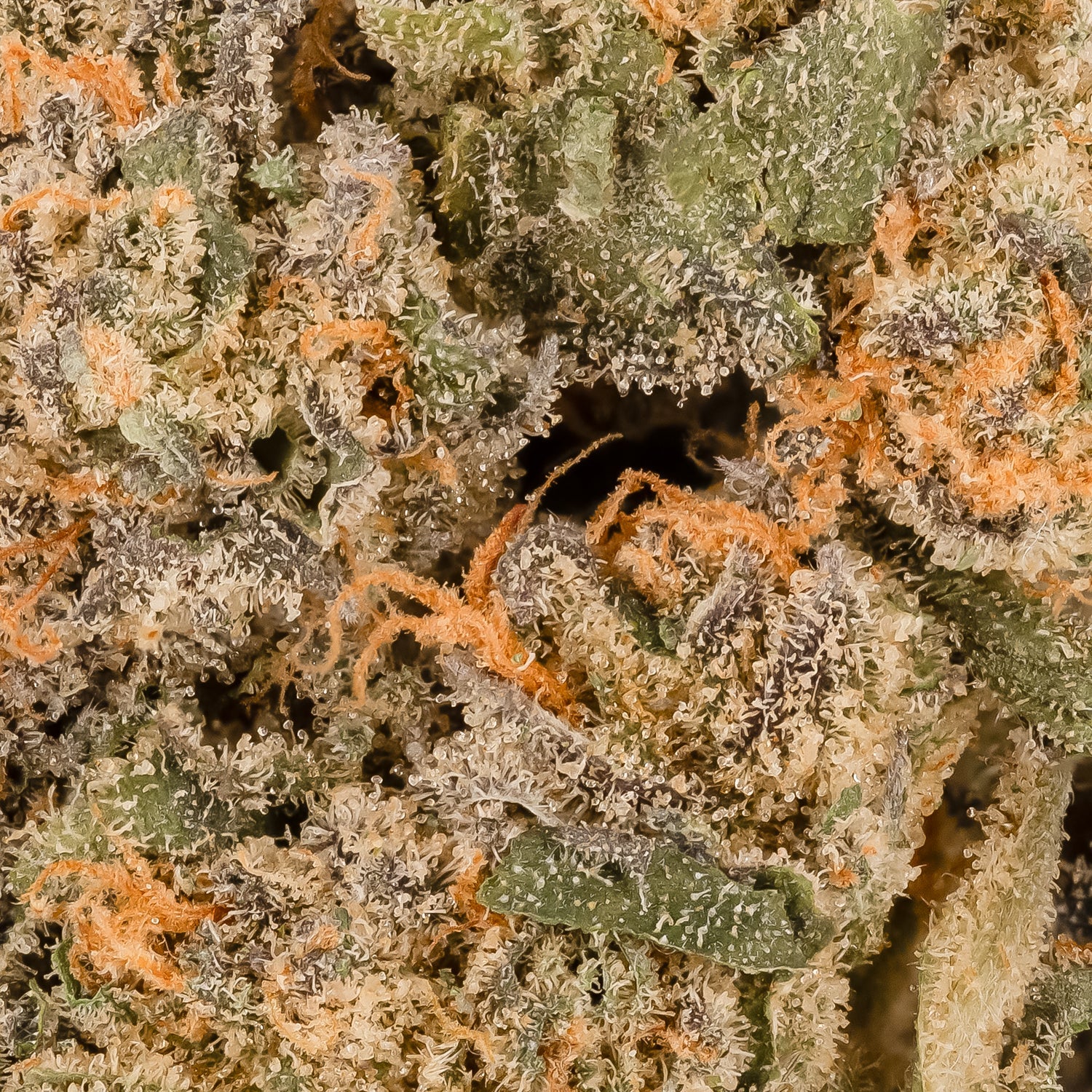 People's Choice - Cookies & Cream - Image 6