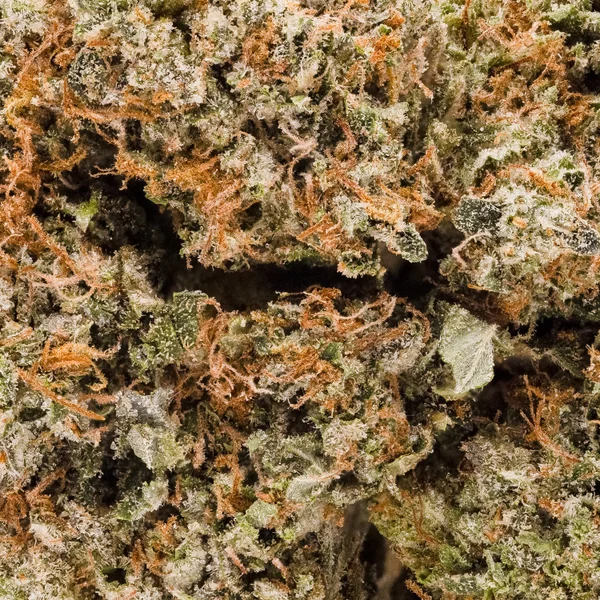 Dollar Treez - Pink Kush - Image 5