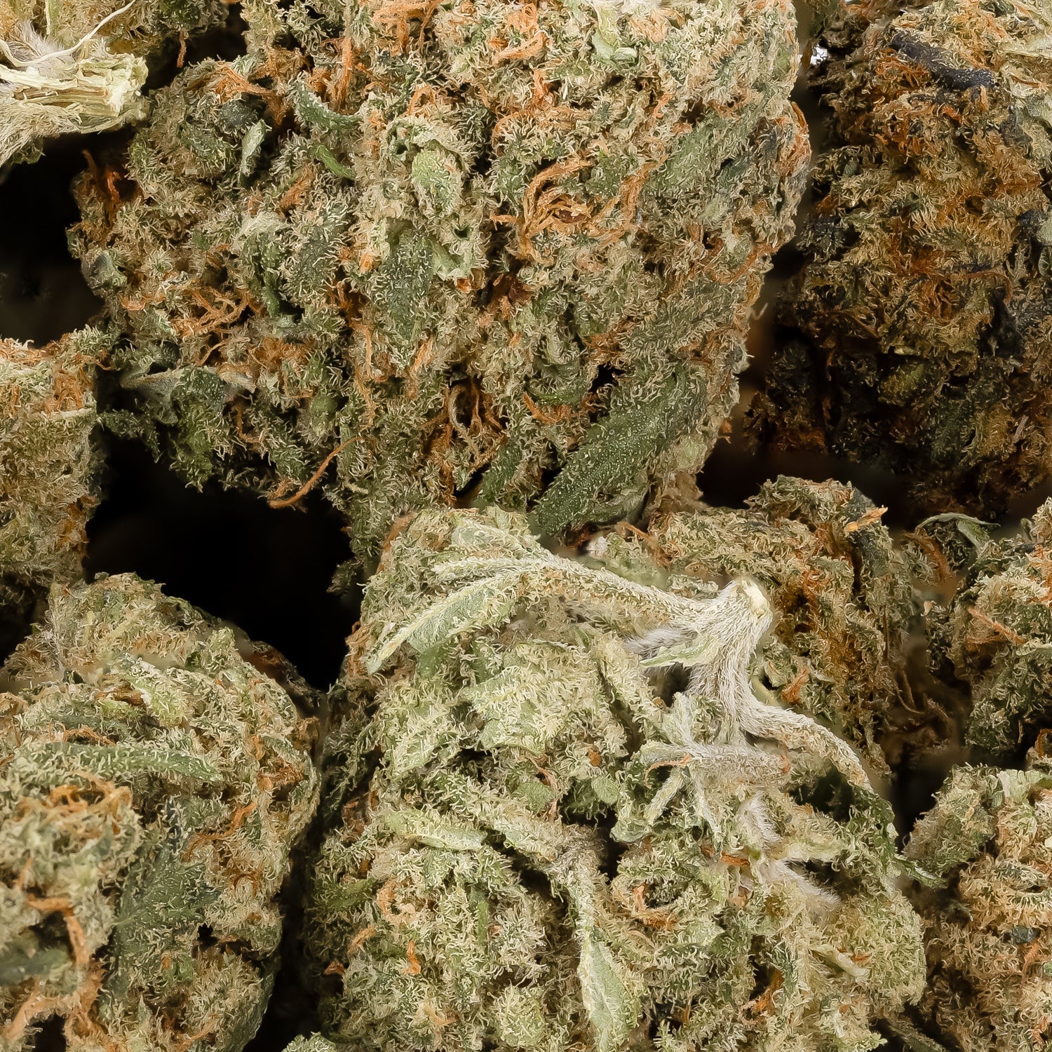 Bubba God (smalls) (Peoples Choice) - Image 3