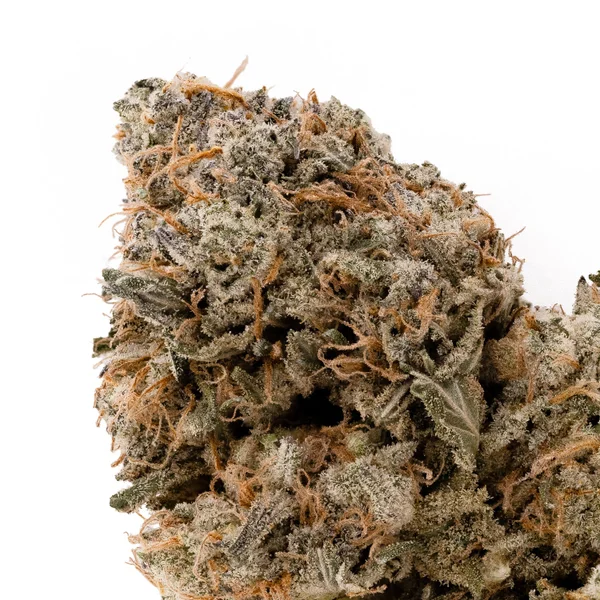 Dollar Treez - Jack Hammer - Image 4