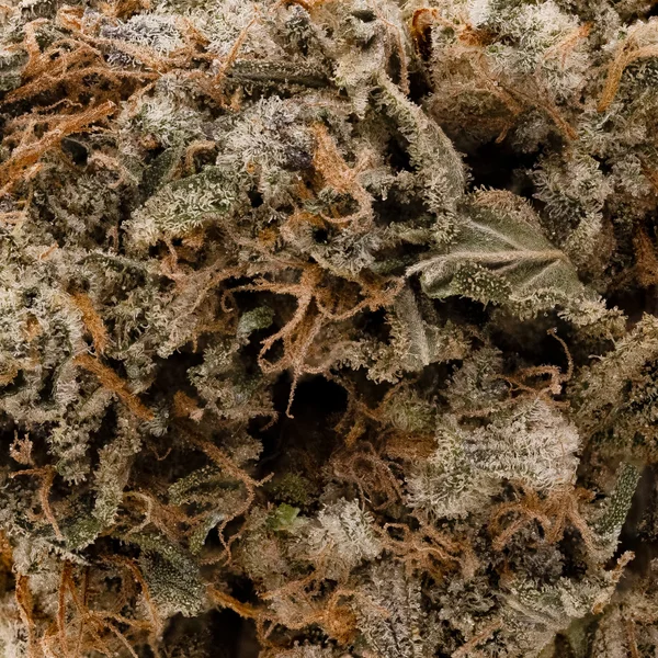 Dollar Treez - Jack Hammer - Image 6
